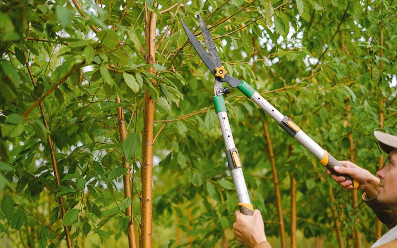 Tree trimming in Hugheston, WV